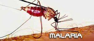 malaria